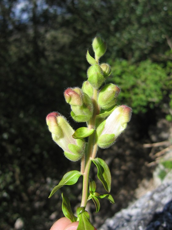 Antirrhinum majus